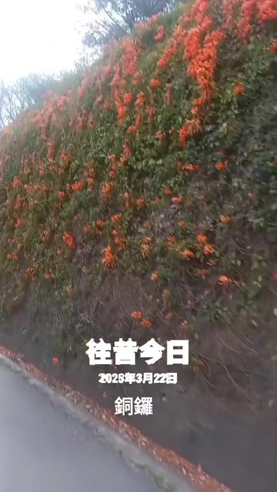 TikTok video thumbnail by q12062