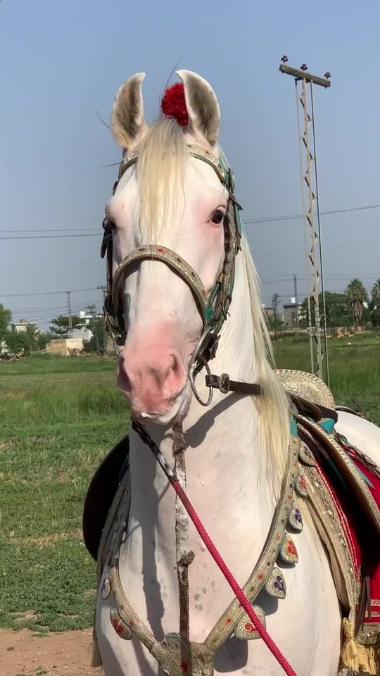 TikTok video thumbnail by abeautiofhorses706