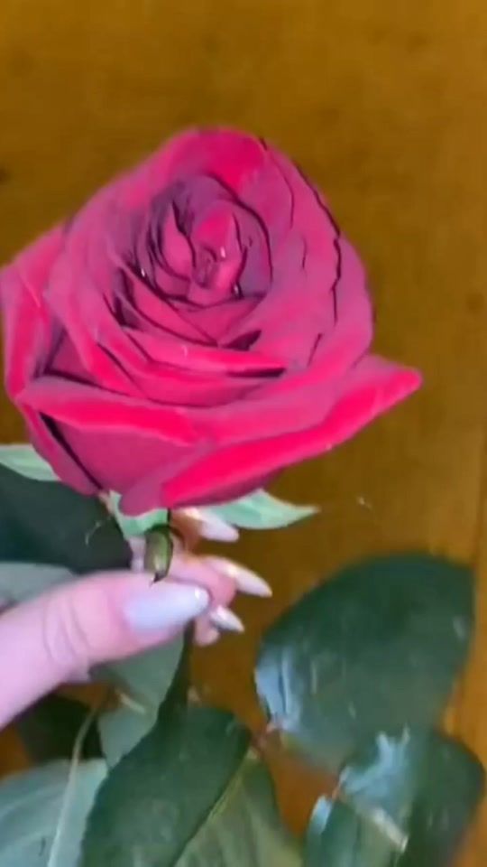 TikTok video thumbnail by tinabejtullahu1