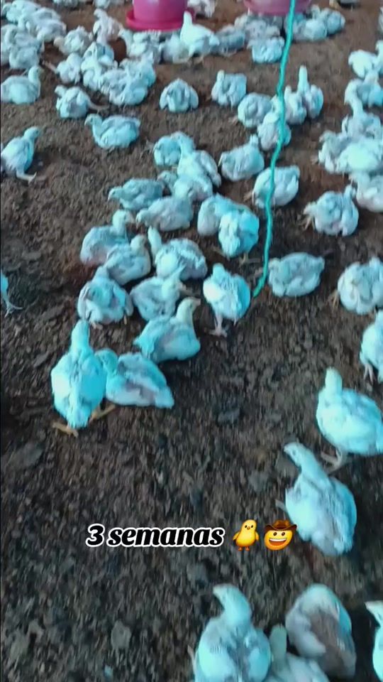 TikTok video thumbnail by juli0_r0driguez