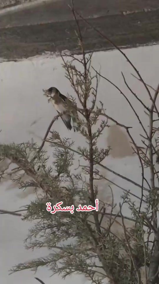 TikTok video thumbnail by ahmedbba970