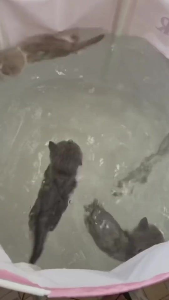 TikTok video thumbnail by meow.diaryz
