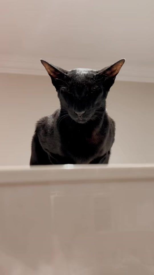 TikTok video thumbnail by jalikova