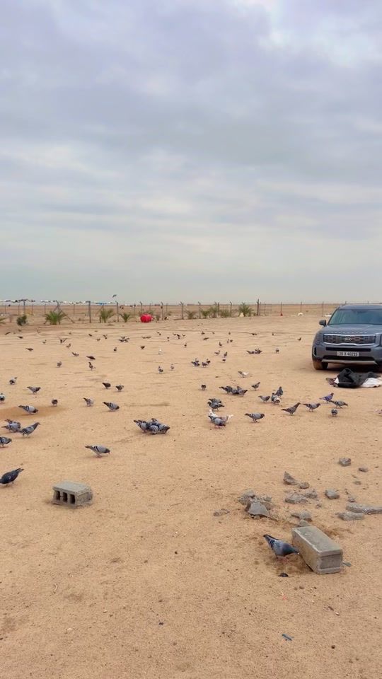 TikTok video thumbnail by tr9rr