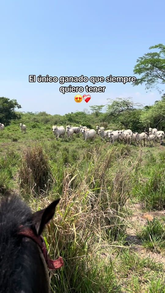 TikTok video thumbnail by sergiocruz511