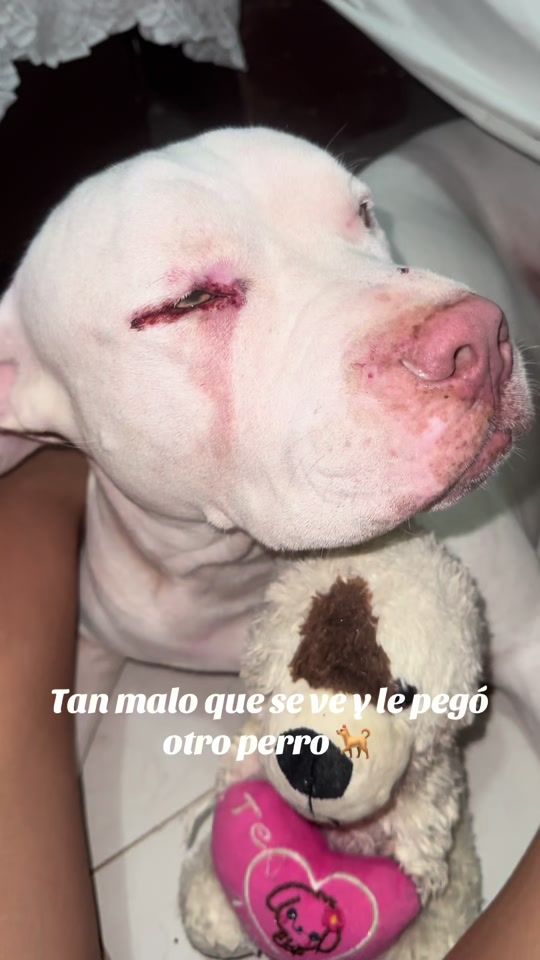 TikTok video thumbnail by pitbull_samael