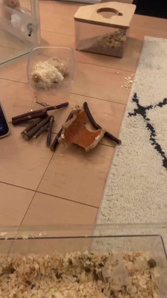 TikTok video thumbnail by konkatsu_haku