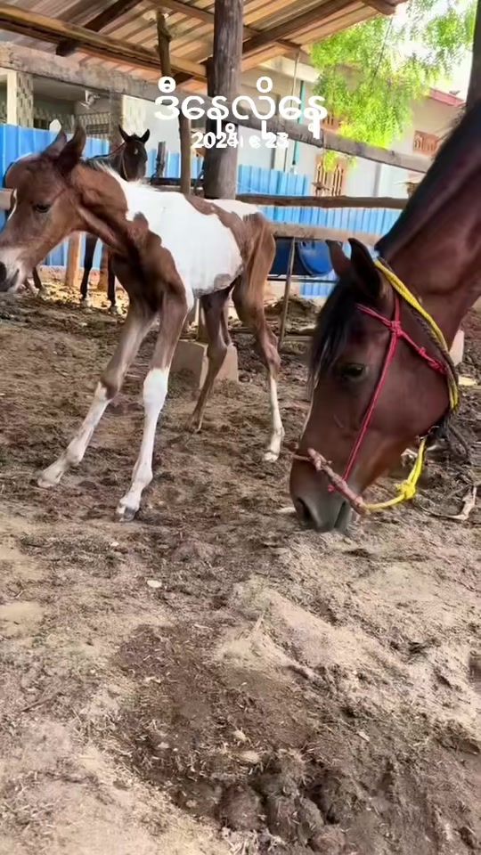 TikTok video thumbnail by ko.myat12