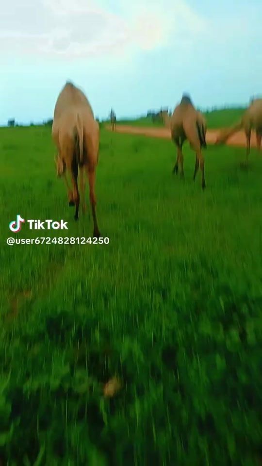 TikTok video thumbnail by user6203585921340