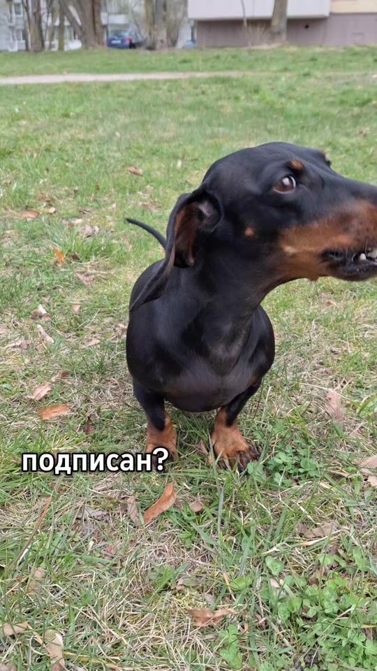 TikTok video thumbnail by shpulka_zvezda