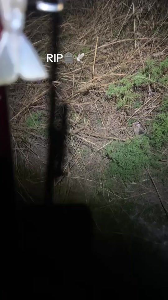 TikTok video thumbnail by unknfisho