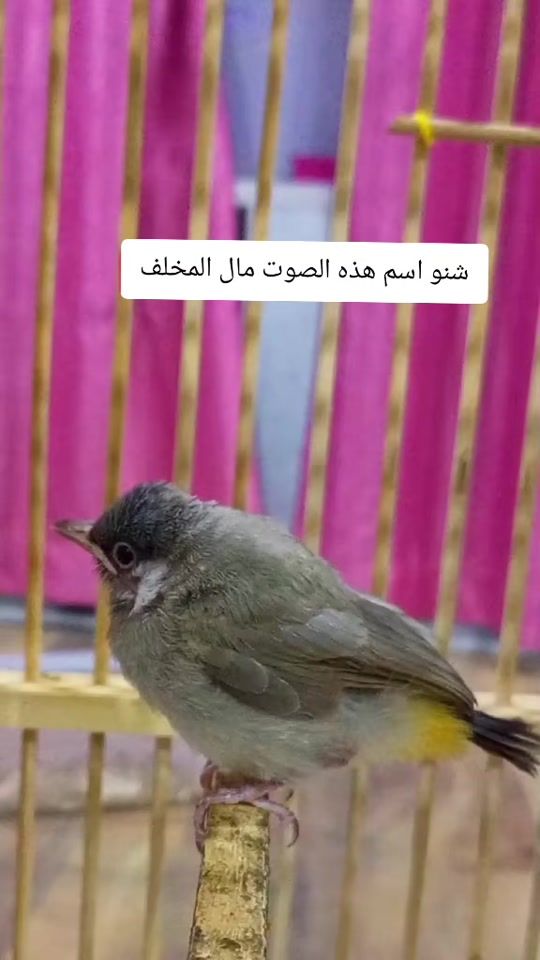 TikTok video thumbnail by k199r1