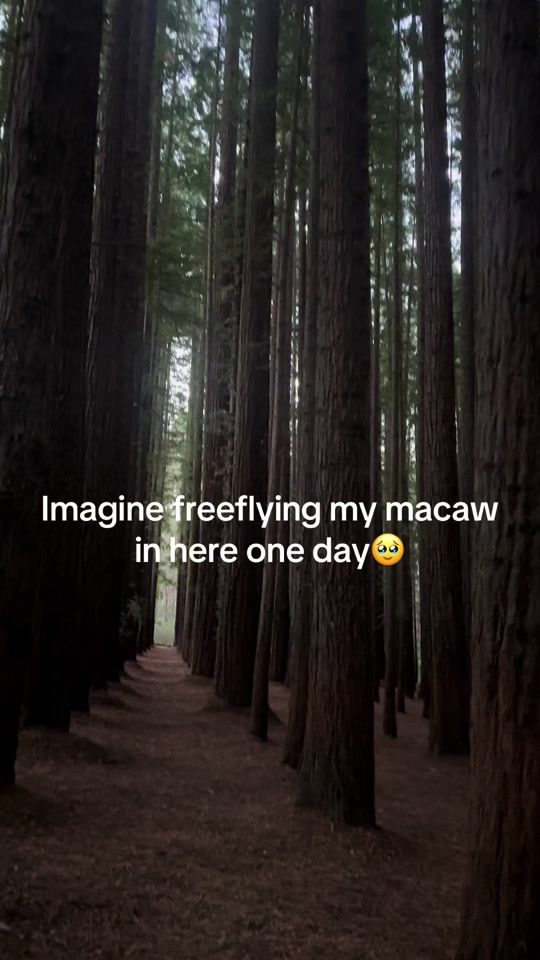 TikTok video thumbnail by joshua_naffly