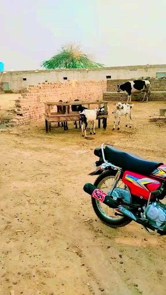 TikTok video thumbnail by mian_umair999
