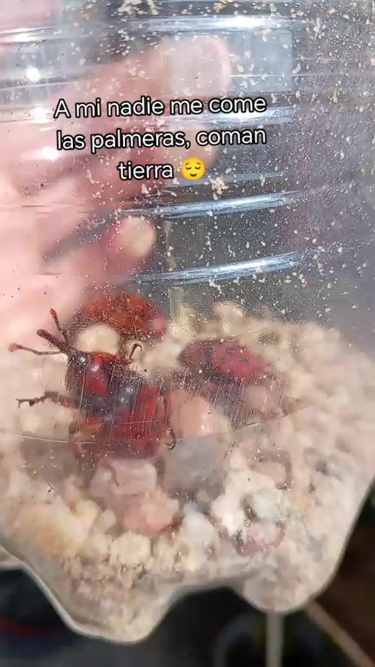 TikTok video thumbnail by lorileiva