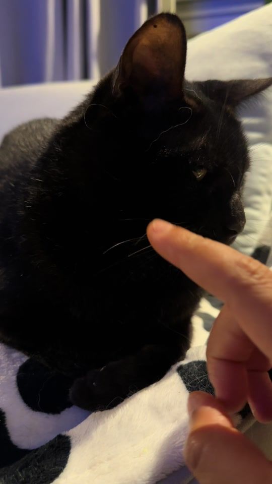 TikTok video thumbnail by chuscofino