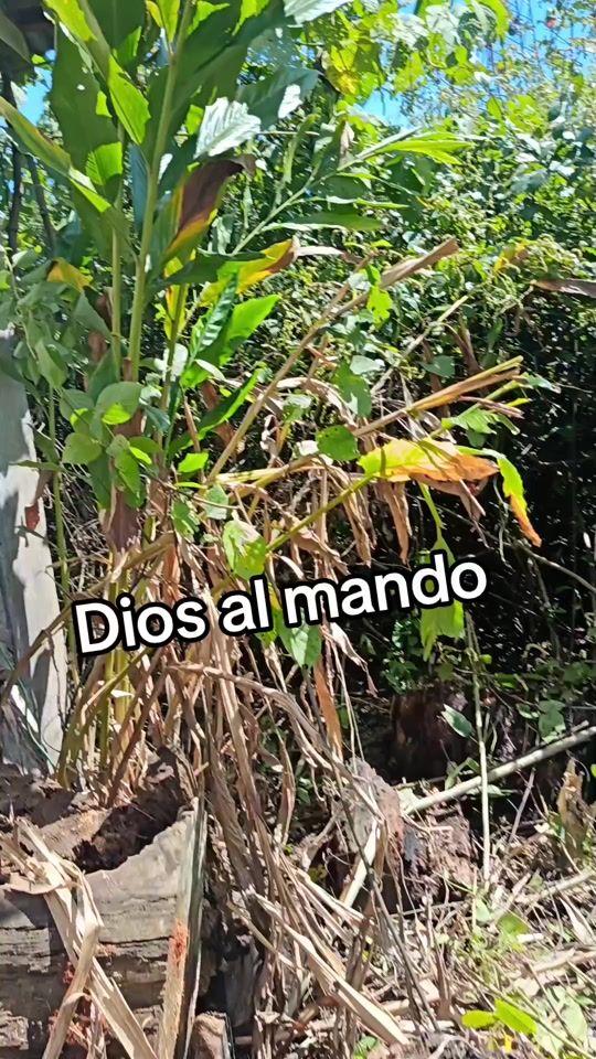 TikTok video thumbnail by chepe..231