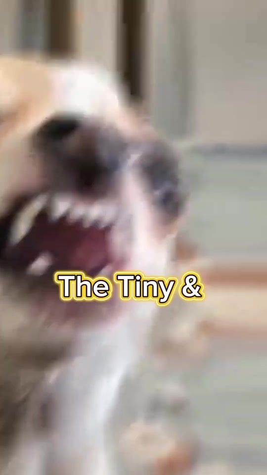 TikTok video thumbnail by frankiegusandlucy