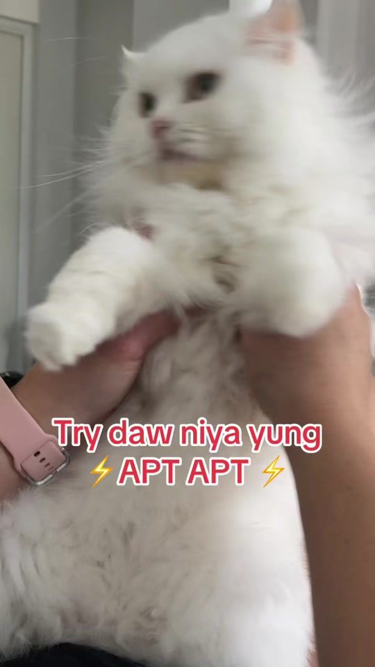 TikTok video thumbnail by condocatmisha