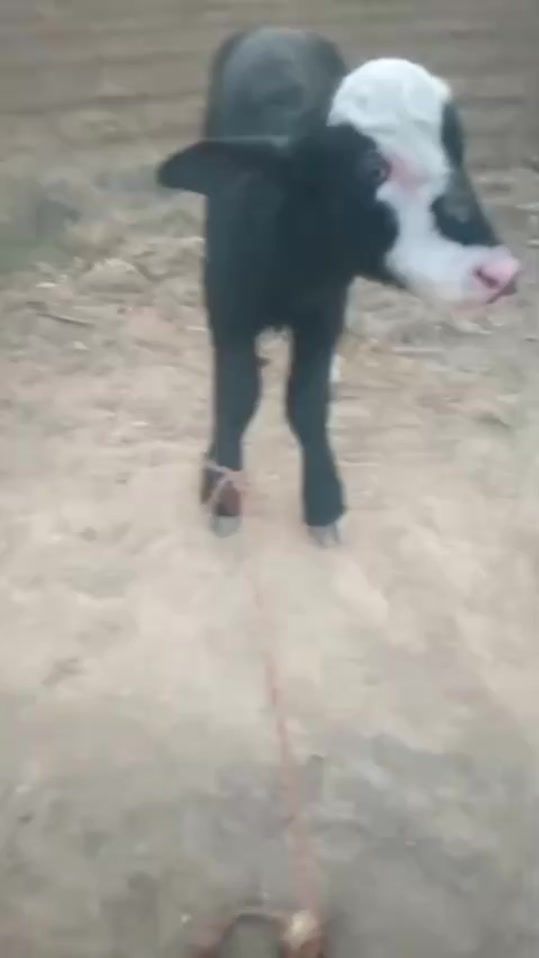 TikTok video thumbnail by raziq.jutt.786