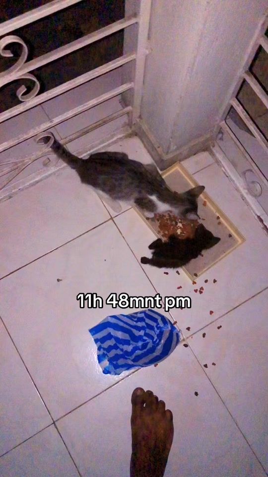 TikTok video thumbnail by alkablender