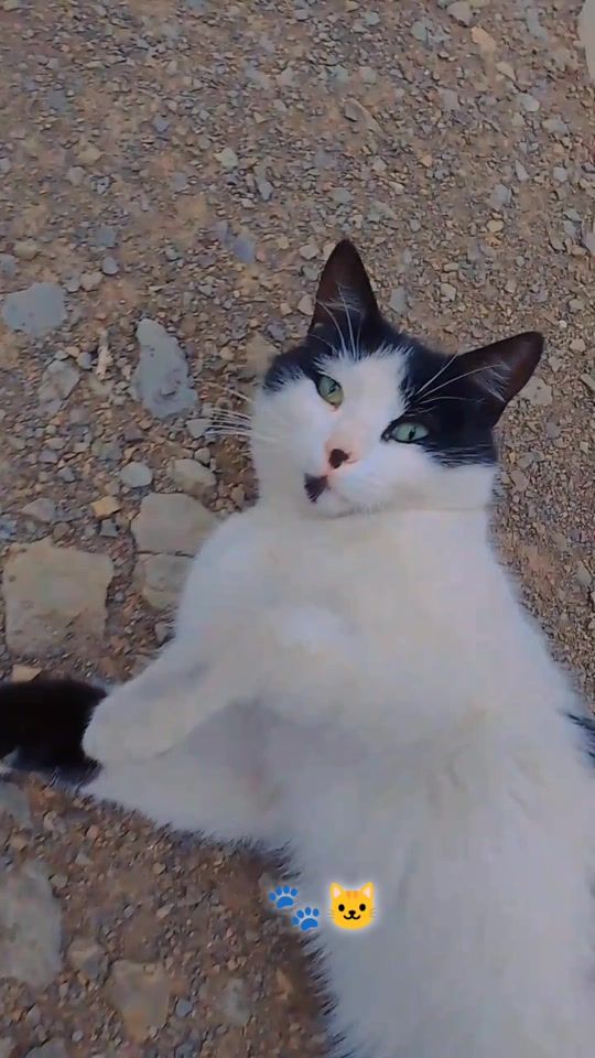 TikTok video thumbnail by midianvalda