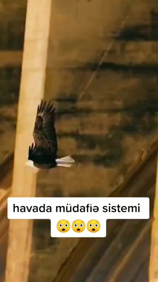 TikTok video thumbnail by zortema