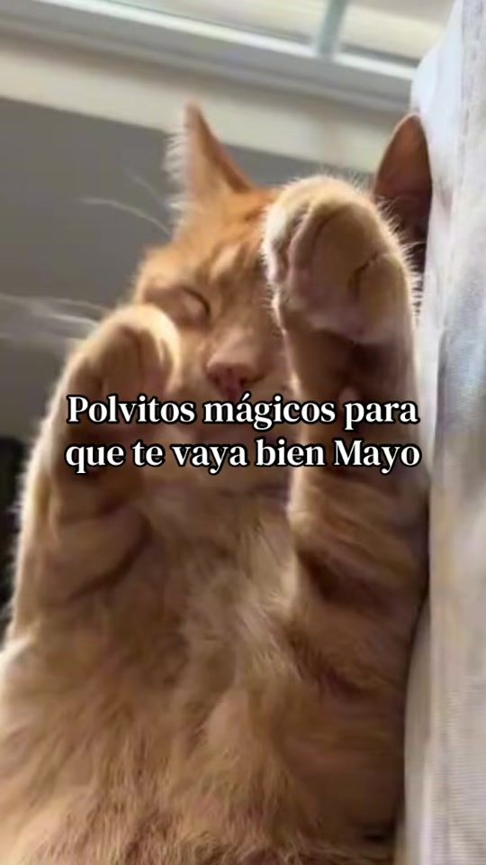 TikTok video thumbnail by lassie__el__dog
