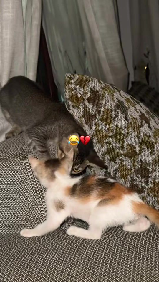 TikTok video thumbnail by ingri_bae