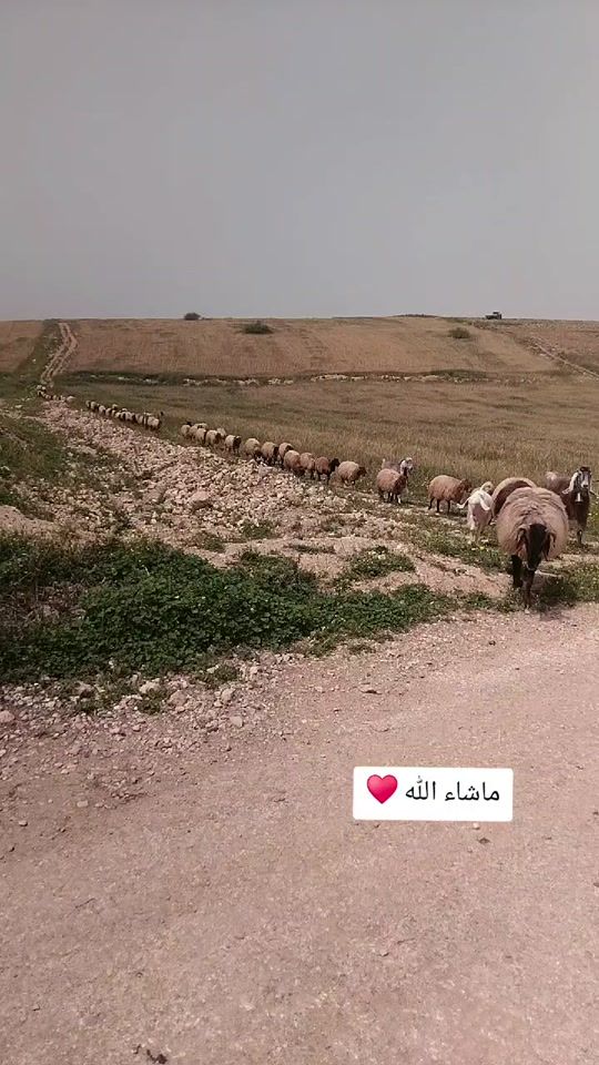 TikTok video thumbnail by 1abogaseer