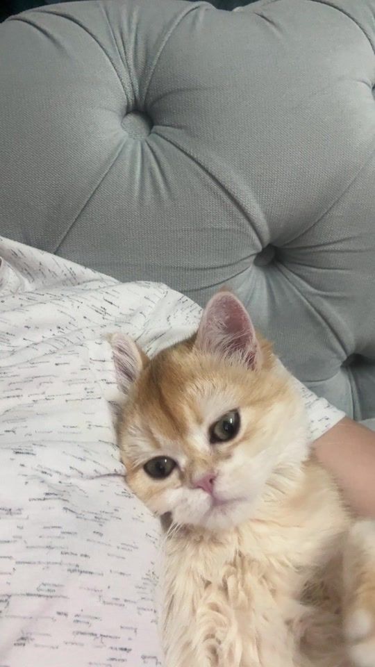 TikTok video thumbnail by rusurodica2
