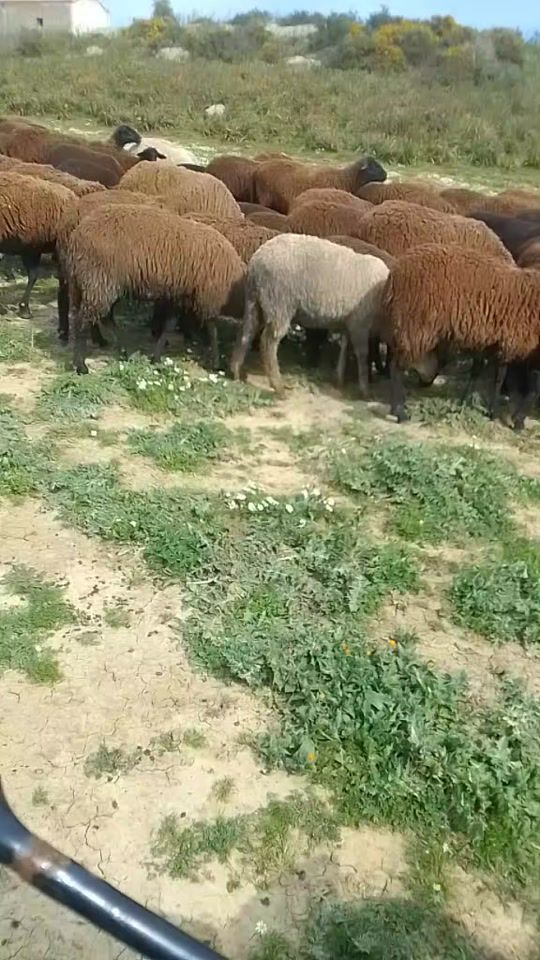 TikTok video thumbnail by houssin3ayri