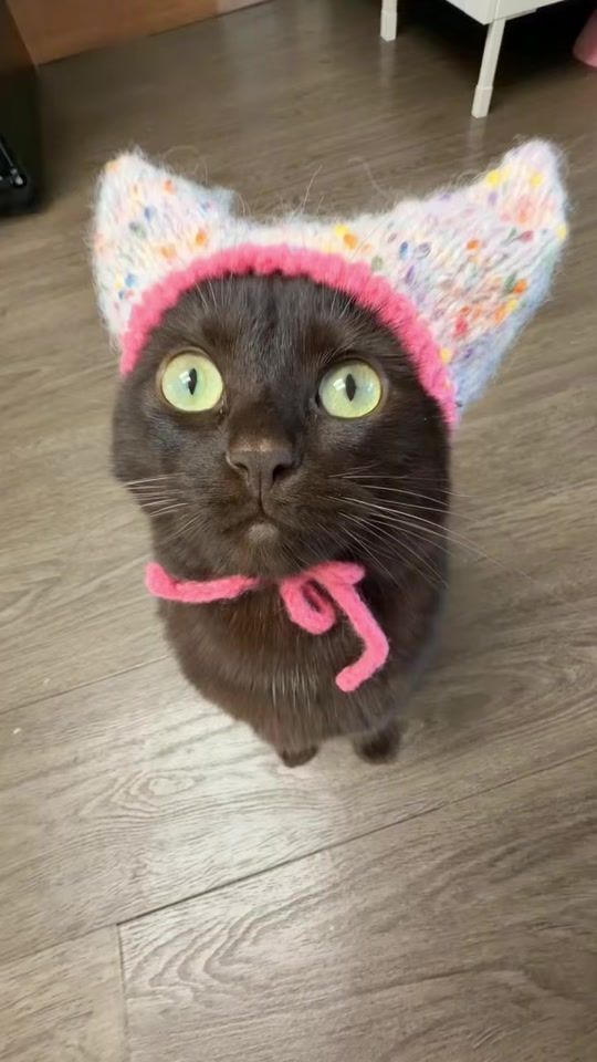 TikTok video thumbnail by cocoandhannah_