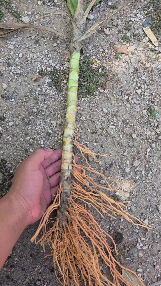 TikTok video thumbnail by williamcalderon79