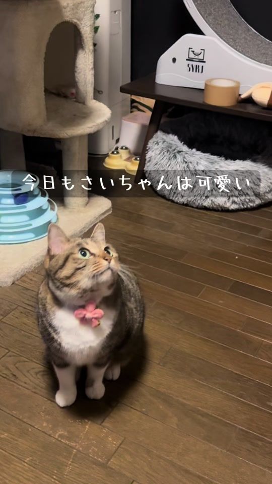 TikTok video thumbnail by sai_cat_0601