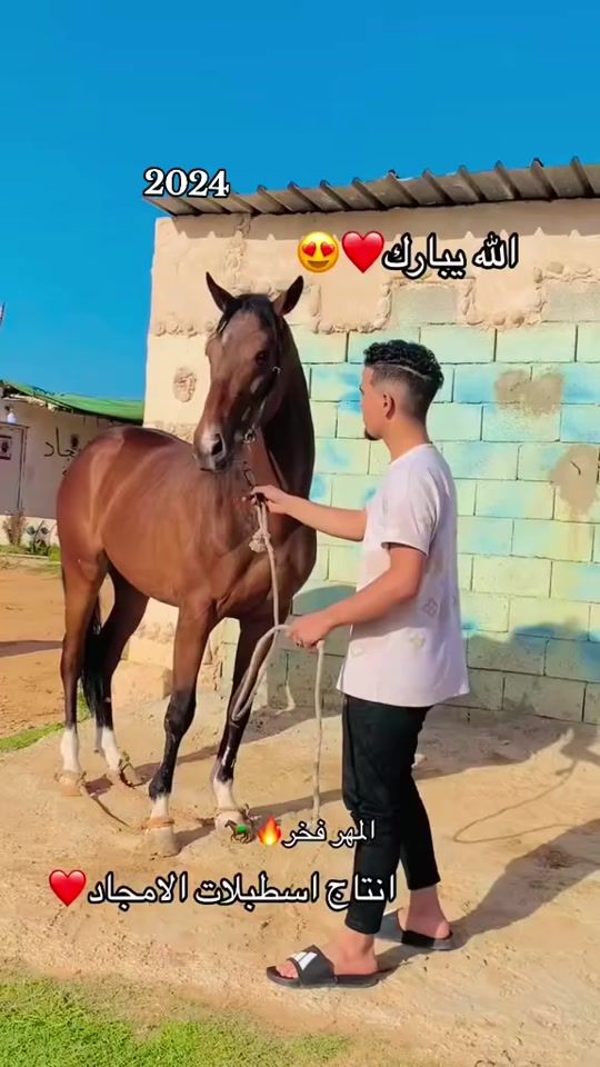 TikTok video thumbnail by abdo_halfaya2