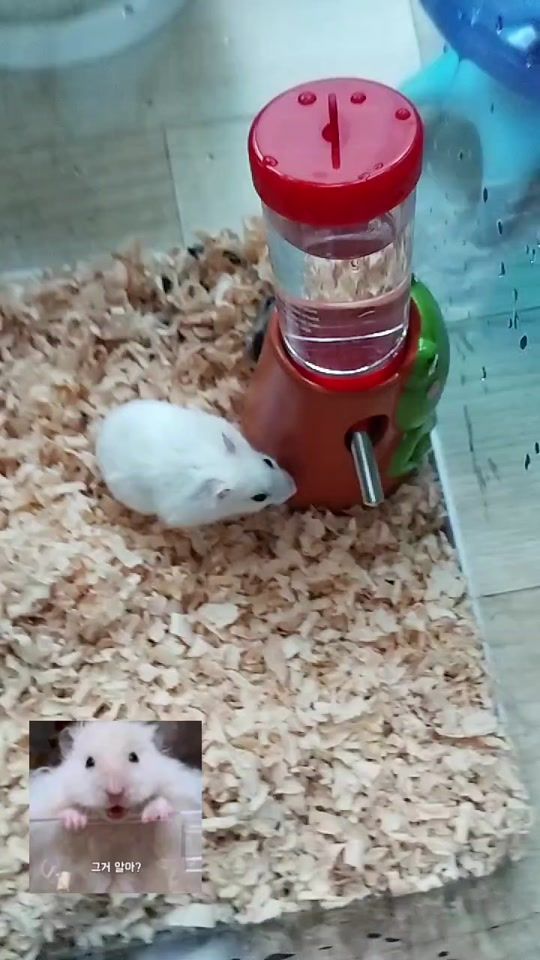 TikTok video thumbnail by user5285848837509