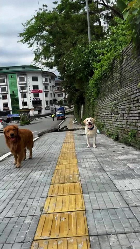 TikTok video thumbnail by manwithdogs2