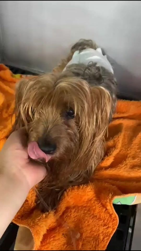 TikTok video thumbnail by la.vet.oriente