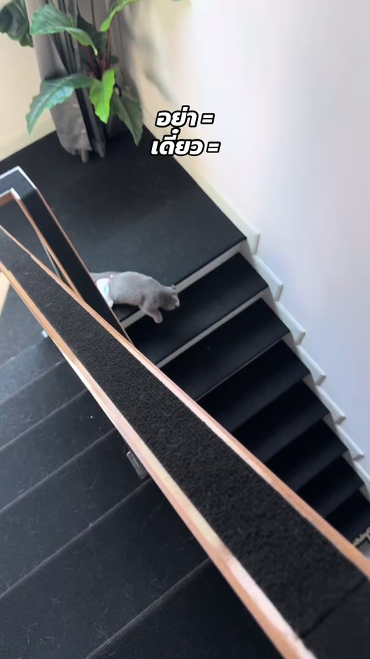 TikTok video thumbnail by olaf_catt