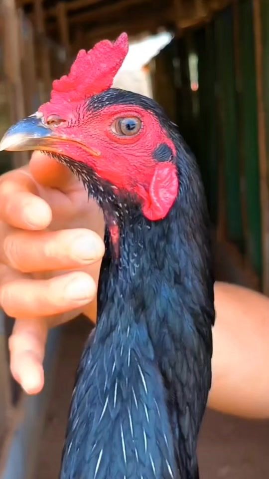 TikTok video thumbnail by jantalak_mai