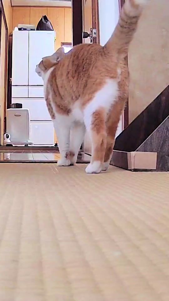 TikTok video thumbnail by chacha_neco
