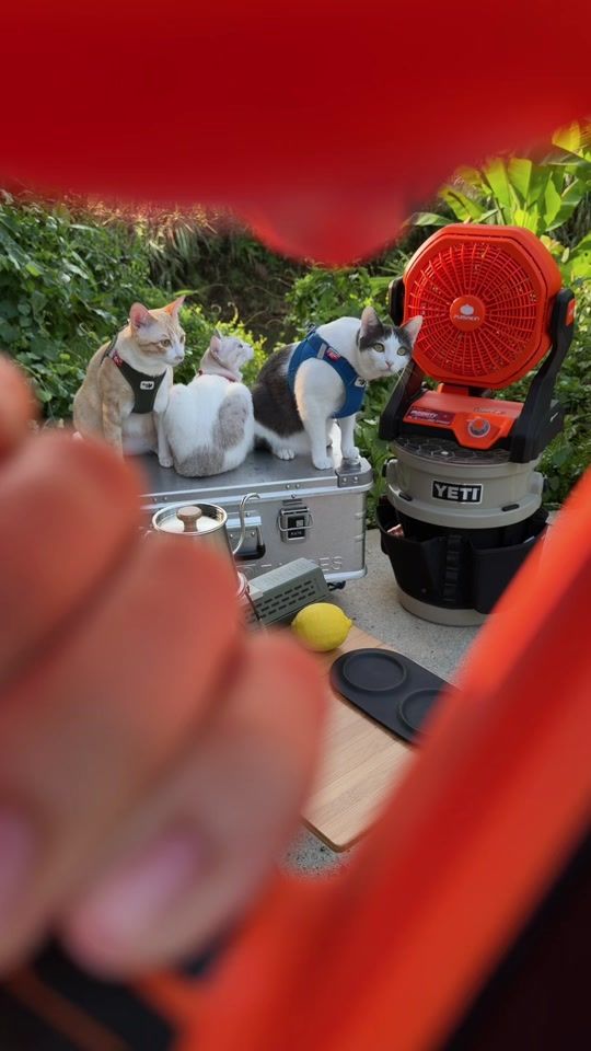 TikTok video thumbnail by arm.pichit
