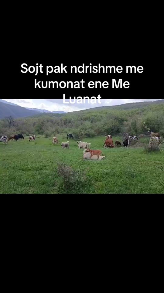 TikTok video thumbnail by shukoemro