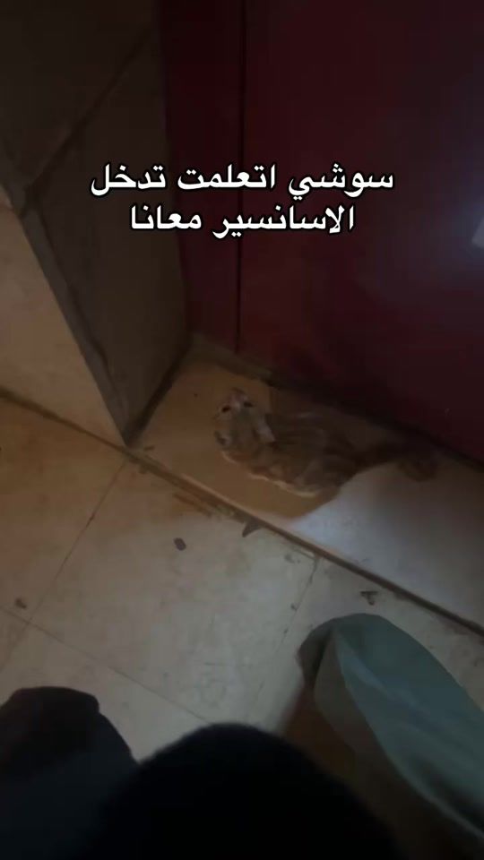 TikTok video thumbnail by shhrookk