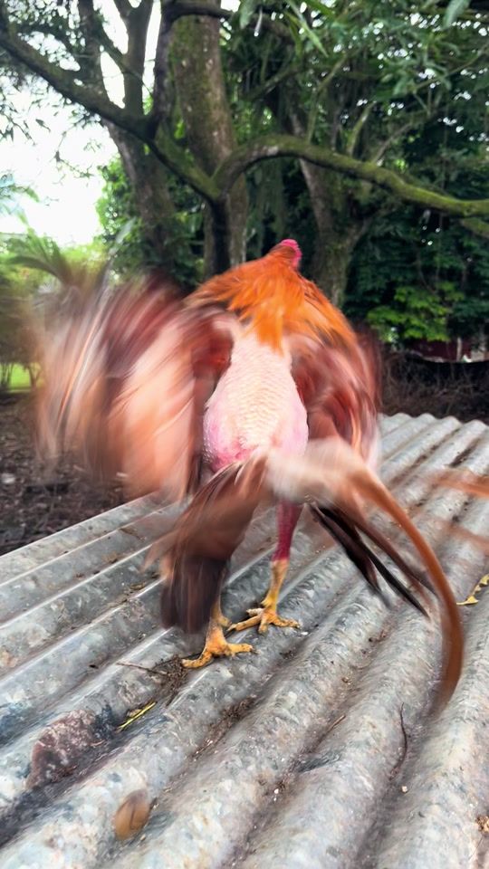 TikTok video thumbnail by elduropocora