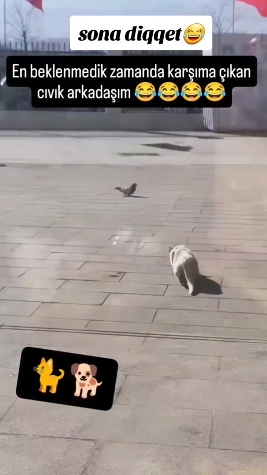 TikTok video thumbnail by ayisigi_2003