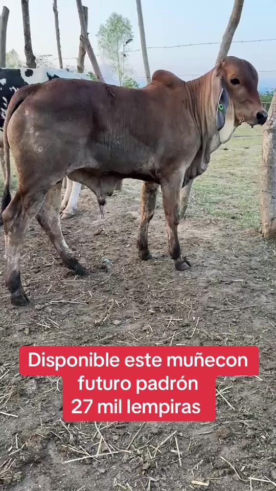 TikTok video thumbnail by 9480_4300