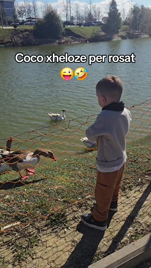 TikTok video thumbnail by coco.englishsetter