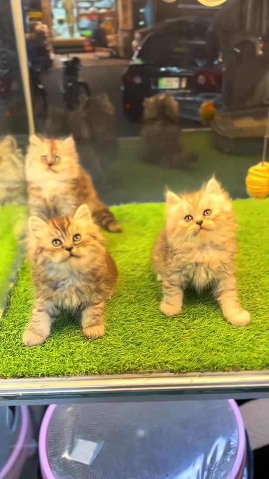 TikTok video thumbnail by kittens_vittens